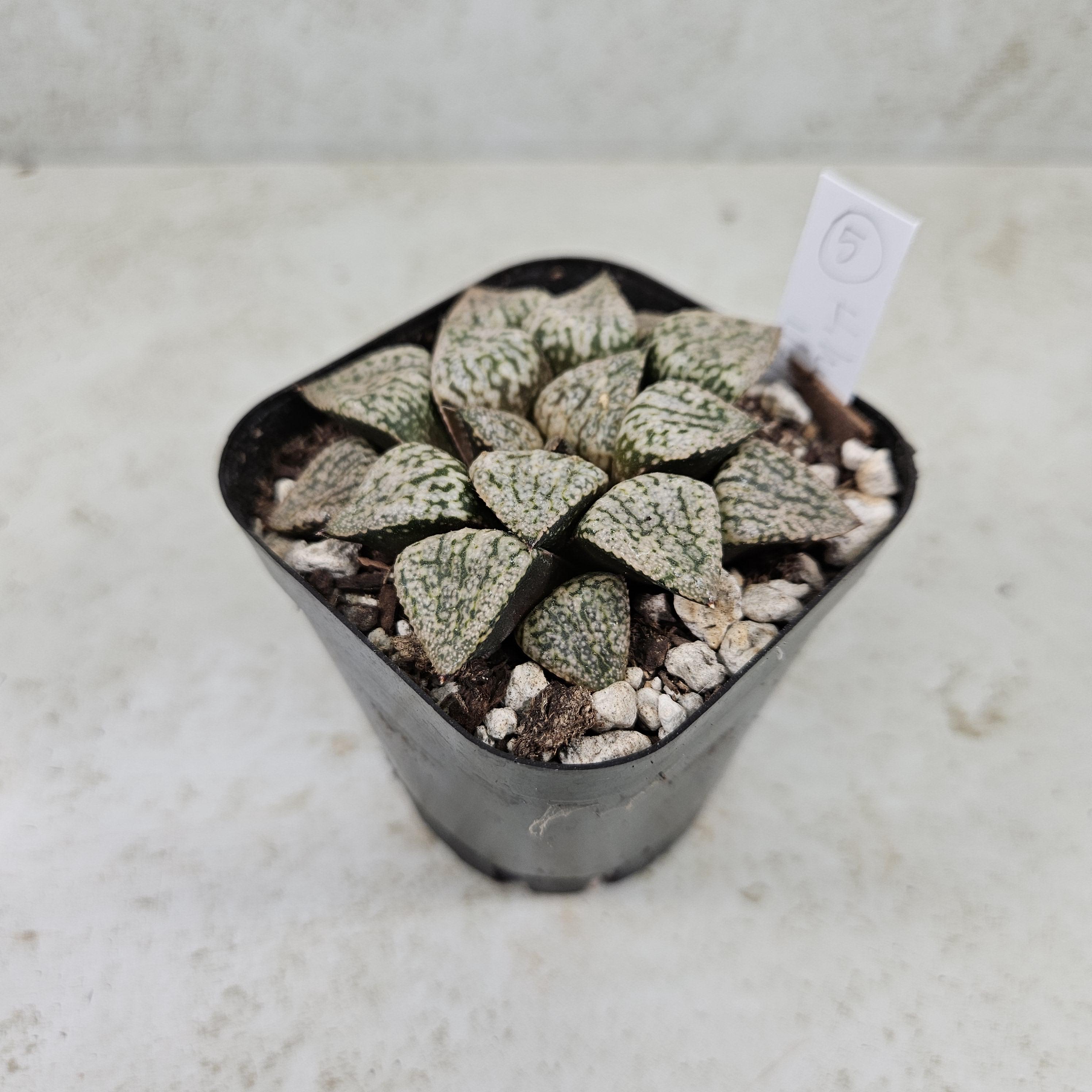 Renny's Haworthia - Etsy