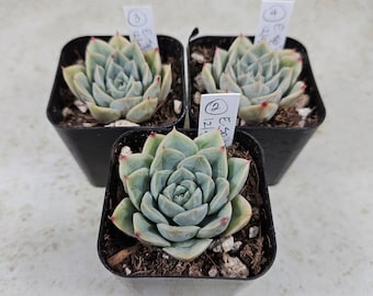 Korean Echeveria sp. "D," succulent, live plant