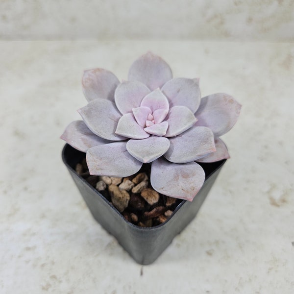 Graptopetalum pentandrum sub. superbum, succulent, live plant