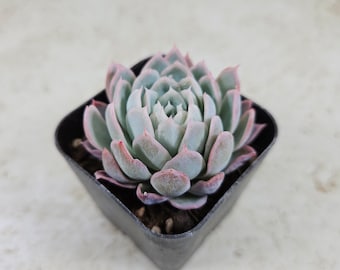 Echeveria Spark, succulent, live plant