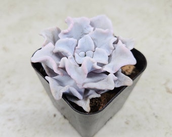 Echeveria "Crispate Beauty," succulent, live plant