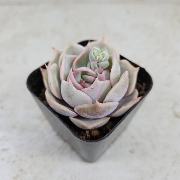 Echeveria Lotus, succulent, live plant