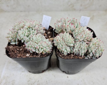 Korean Echeveria "Tippy" cristata, succulent, live plant