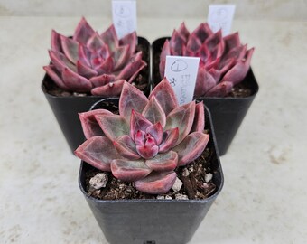 Korean Echeveria sp. "G," succulent, live plant