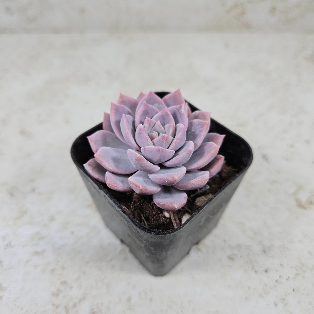 Graptoveria Milky Way, Succulent, Live Plant - Etsy