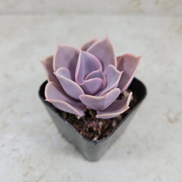 Echeveria Perle von Nurnberg, succulent, live plant