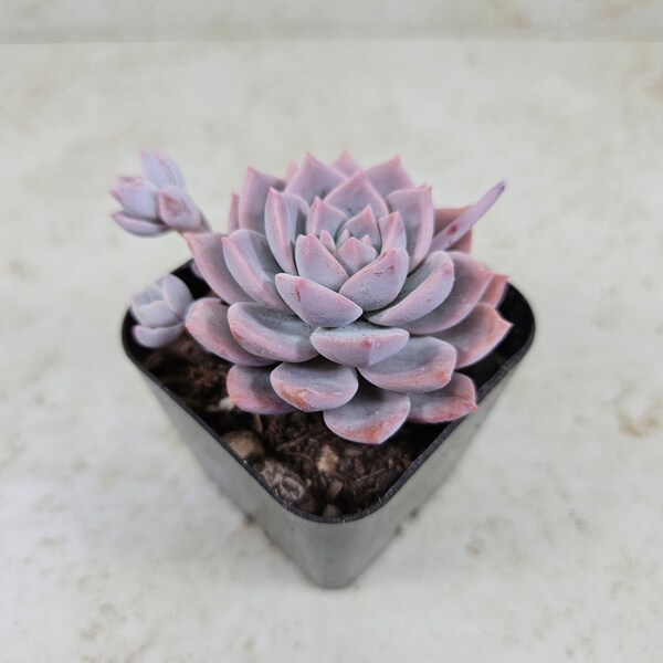 Graptoveria Milky Way, succulent, live plant