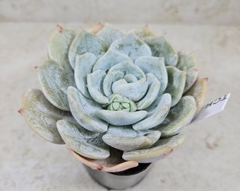 Korean Echeveria "Snow Shower" #1, succulent, live plant