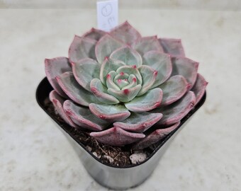 Korean Echeveria "Mongsil-i" #1, succulent, live plant