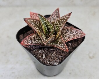 Gasteria batesiana Romeo, succulent, live plant