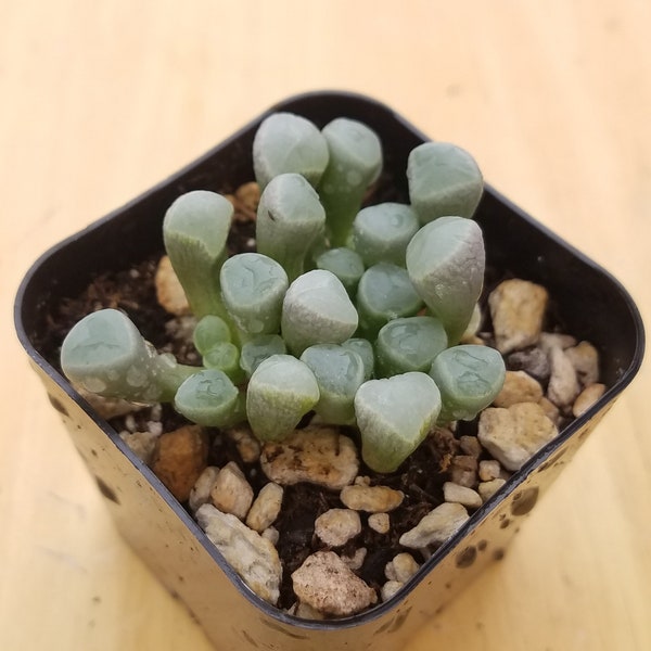 Fenestraria aurantiaca "Baby Toes", succulent