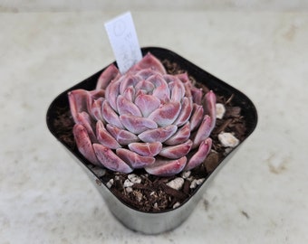 Korean Echeveria "Watermelon" #1, succulent, live plant