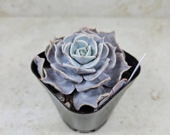 Korean Echeveria "Lilacina" var. #3, succulent, live plant