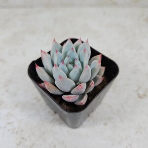 Echeveria Yummie, succulent, live plant