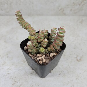 Crassula marnieriana, "Jade Necklace", "Hottentot", succulent, live plant