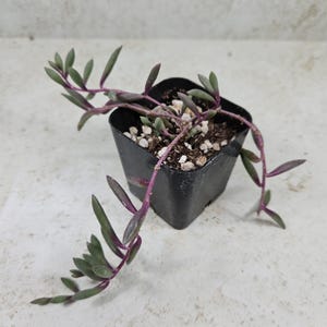 May include: A String of Bananas succulent plant in a square black plastic pot. The plant has trailing stems with small, green, banana-shaped leaves and purple stems. The pot contains soil and small white pebbles. The plant is a houseplant.