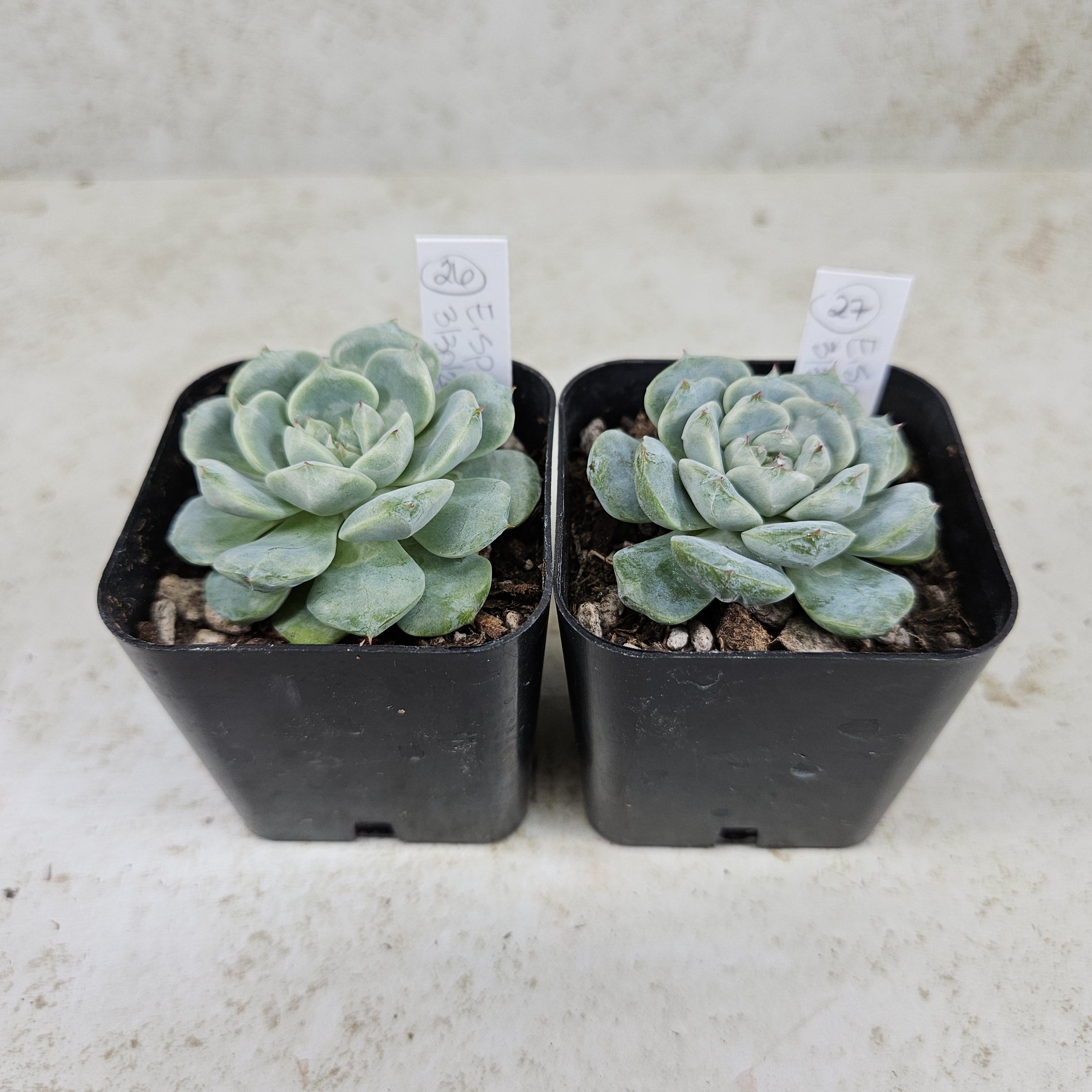 TwistedSucculents - Etsy