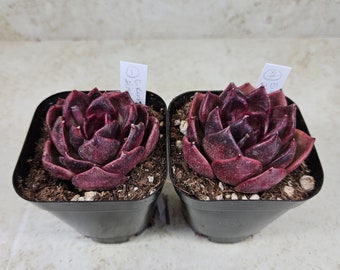 Korean Echeveria "Kirr," succulent, live plant