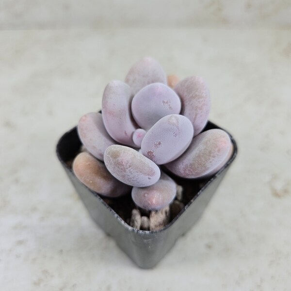 Pachyphytum Blue Haze, "Blue Pearls," succulent, live plant