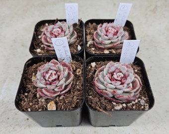 Korean Echeveria "Red Velvet," succulent, live plant