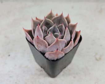 Echeveria Costa, succulent, live plant