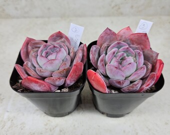 Korean Echeveria "Starmark," succulent, live plant