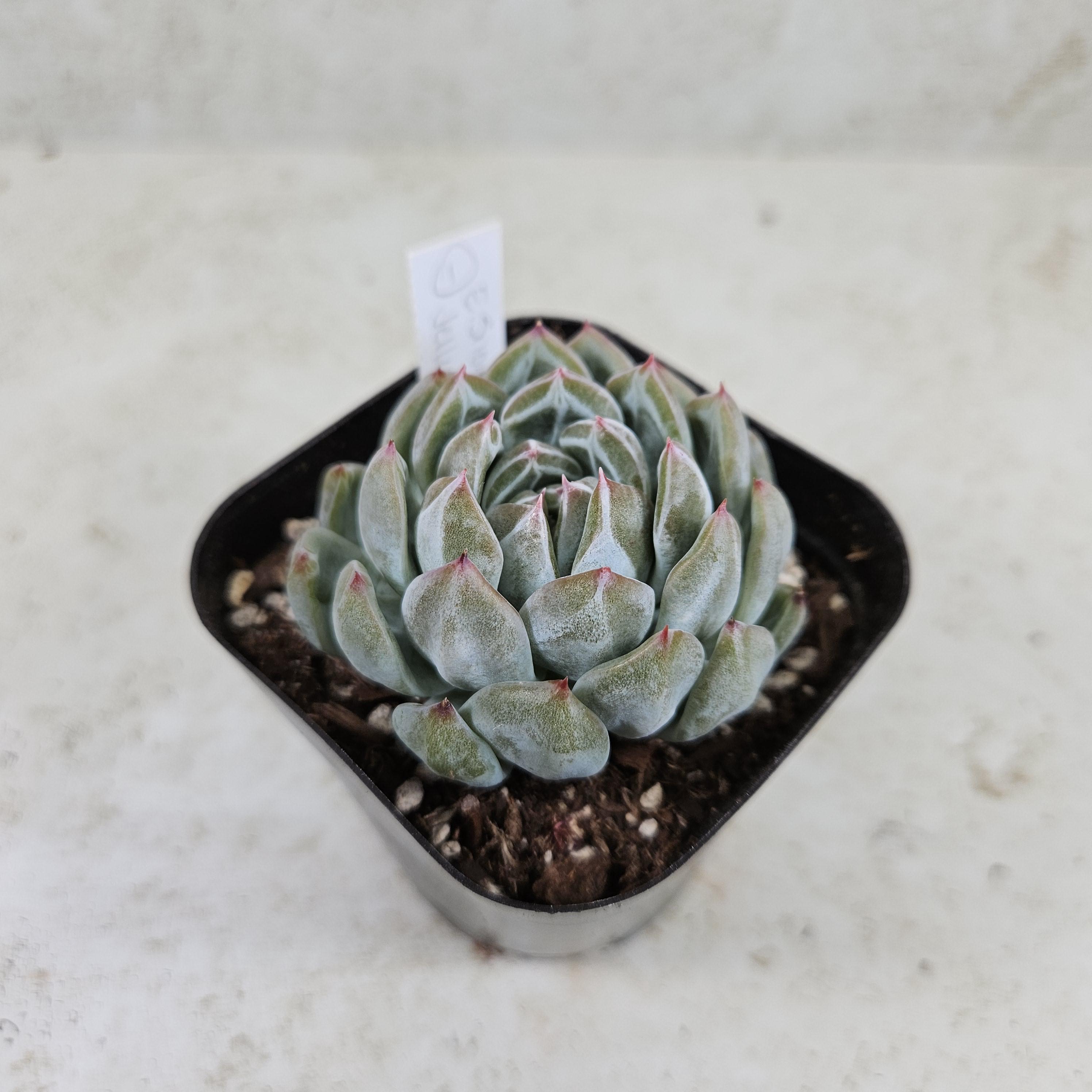 TwistedSucculents - Etsy