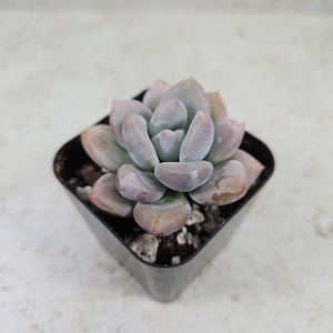 May include: A succulent plant with pale blue-green leaves, edged with pink and purple hues, is potted in a small black square container. The plant's leaves are thick and fleshy, forming a rosette shape. The pot contains small white pebbles.