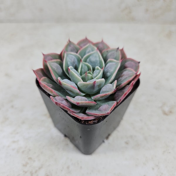 Echeveria Raindrops, succulent, live plant