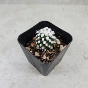 Mammillaria Oruga - Etsy