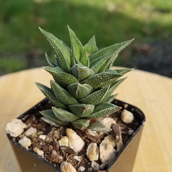 Haworthia tortuosa v. curta, succulent, live plant