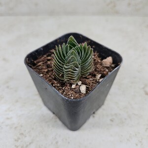 Crassula Buddha's Temple, unusual, succulent, live plant