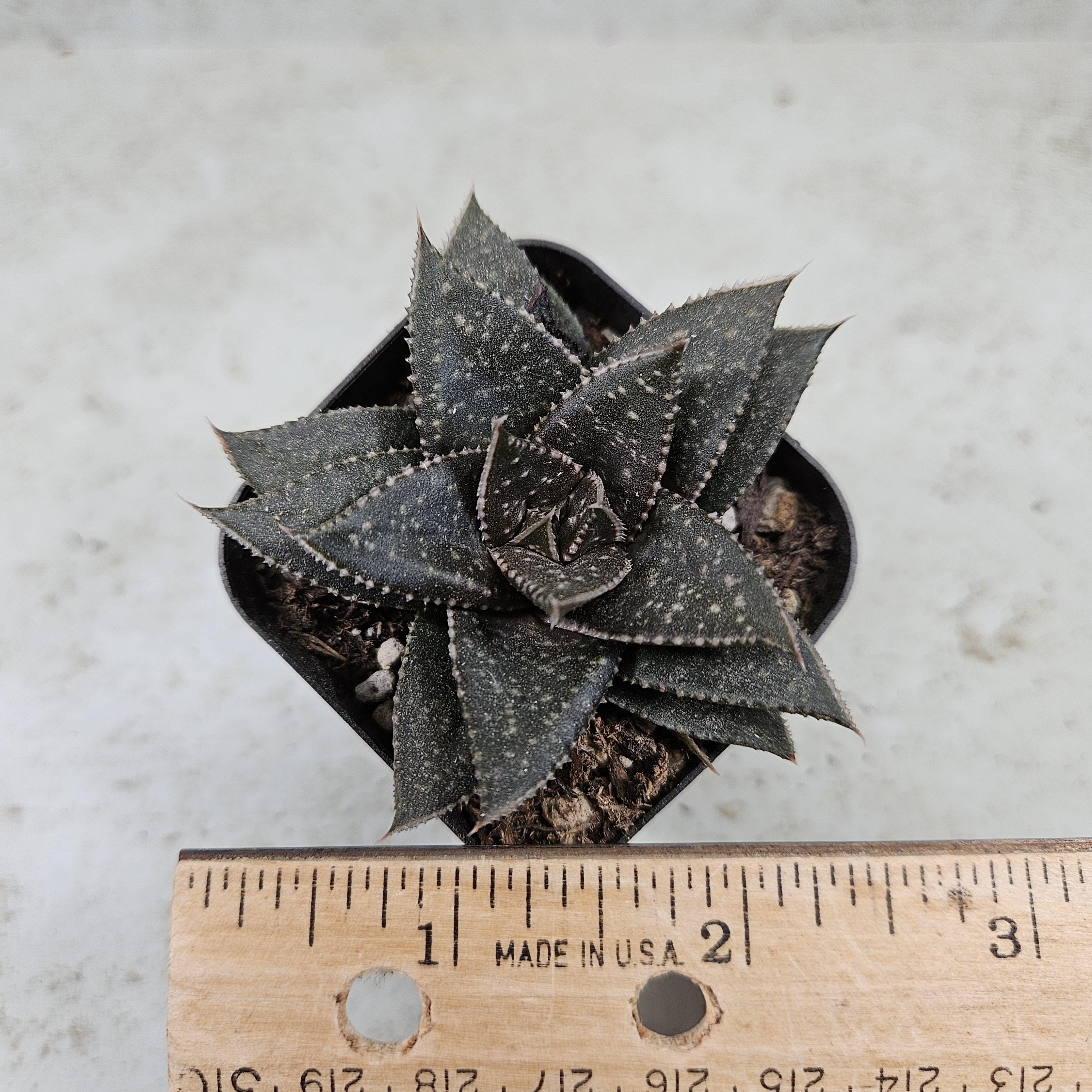 Haworthia 