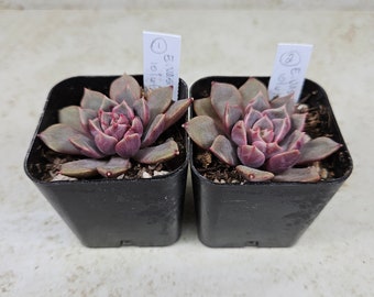 Korean Echeveria "Vasillisa," succulent, live plant