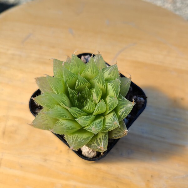 Haworthia cymbiformis, succulent, live plant