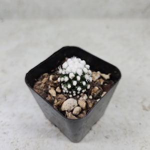 May include: A small, green cactus with white, fluffy blooms, potted in a square black container. The cactus sits atop a bed of small, light brown pebbles and soil. The background is a neutral, light gray.