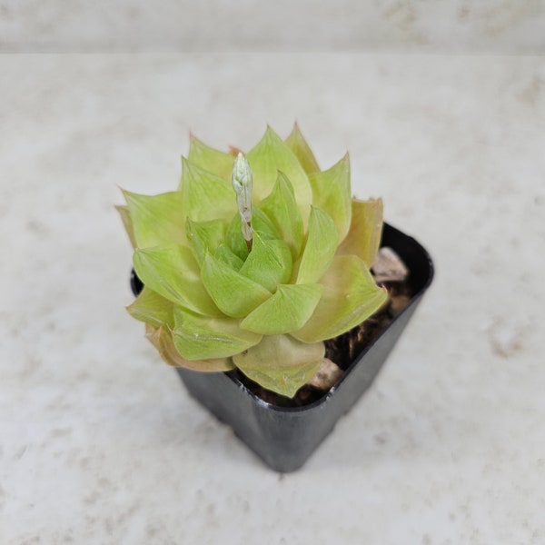 Haworthia cymbiformis v. obtusa, succulent, live plant