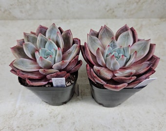 Korean Echeveria "Pink Champagne" succulent, live plant