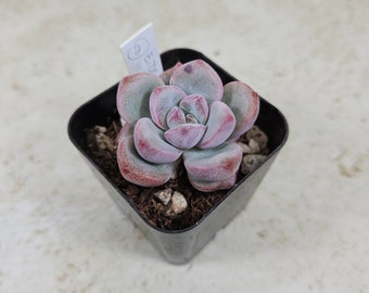 Korean Echeveria "Damien" #2, succulent, live plant