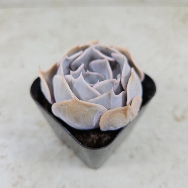 Echeveria Big Lilac, succulent, live plant