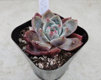 Korean Echeveria "Orange" #1, succulent, live plant