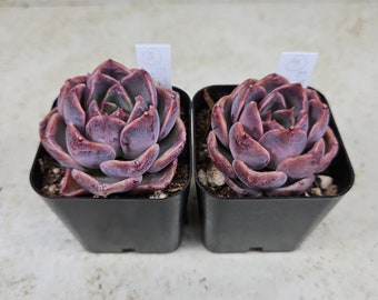 Korean Echeveria "Dusty Bora," succulent, live plant