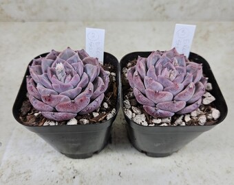 Korean Echeveria "Royal Star," succulent, live plant