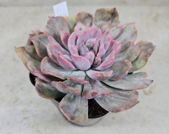 Korean Echeveria "Pink Funky" montrose, variegated, #1, succulent, live plant