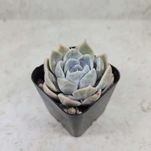 May include: A succulent plant with pale blue-green leaves arranged in a rosette shape. The plant is in a small, black square pot. The leaves have a powdery coating, and the tips are tinged with pink. The background is a light, neutral color.