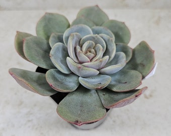 Korean Echeveria "Tony" #1, succulent, live plant