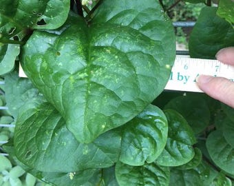 Red Malabar Seeds