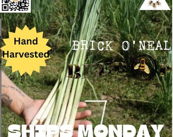 Lemongrass 12 Live PLANTS starter/rooted plugs !!PRESALE for JUNE 1st 2026 shipping!! ~A Beebop Farm™ Product~