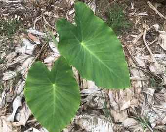 Elephant Ear 1 Live PLANT (Colocasia) ~A Beebop Farm™ Product~ 2023