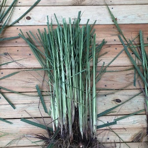 Lemongrass 12 Live PLANTS starter/rooted plugs PRESALE for MAY 1st shipping A Beebop Farm™ Product 2024 image 6